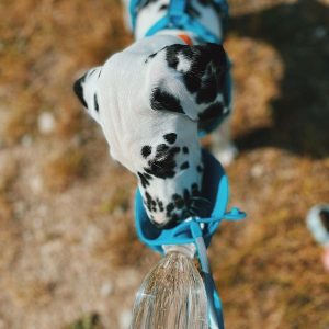 Putna boca za pse 500 ml – Praktična boca sa zdjelicom